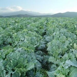 源自大地恩惠的健康秘诀