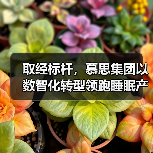 取经标杆，慕思集团以数智化转型领跑睡眠产业新纪元（图4）